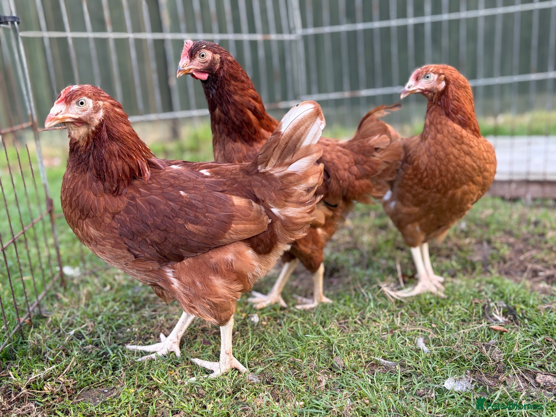 Chickens poultry POL Hens For Sale - Advert 3