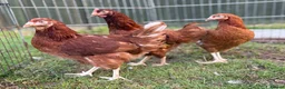 Chickens poultry for sale: POL Hens For Sale - Advert 1