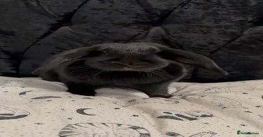 Mini Lop rabbits - Advert 7