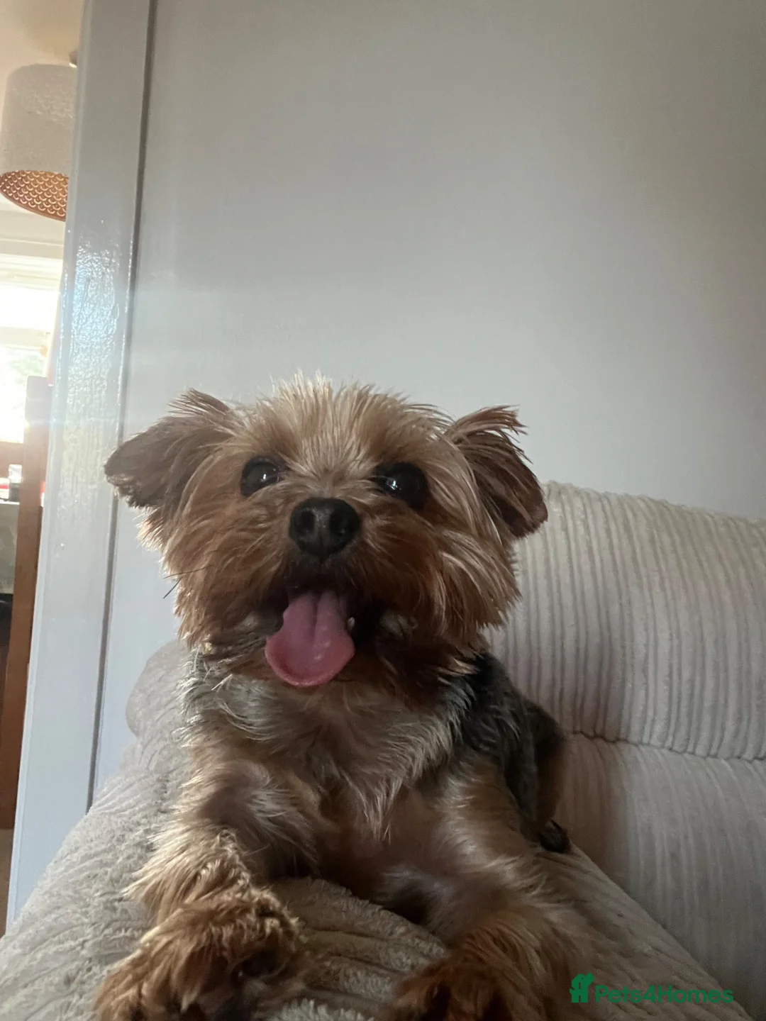 Yorkshire Terrier dogs for sale: Ralph - loving home wanted  in Carterton - Advert 2
