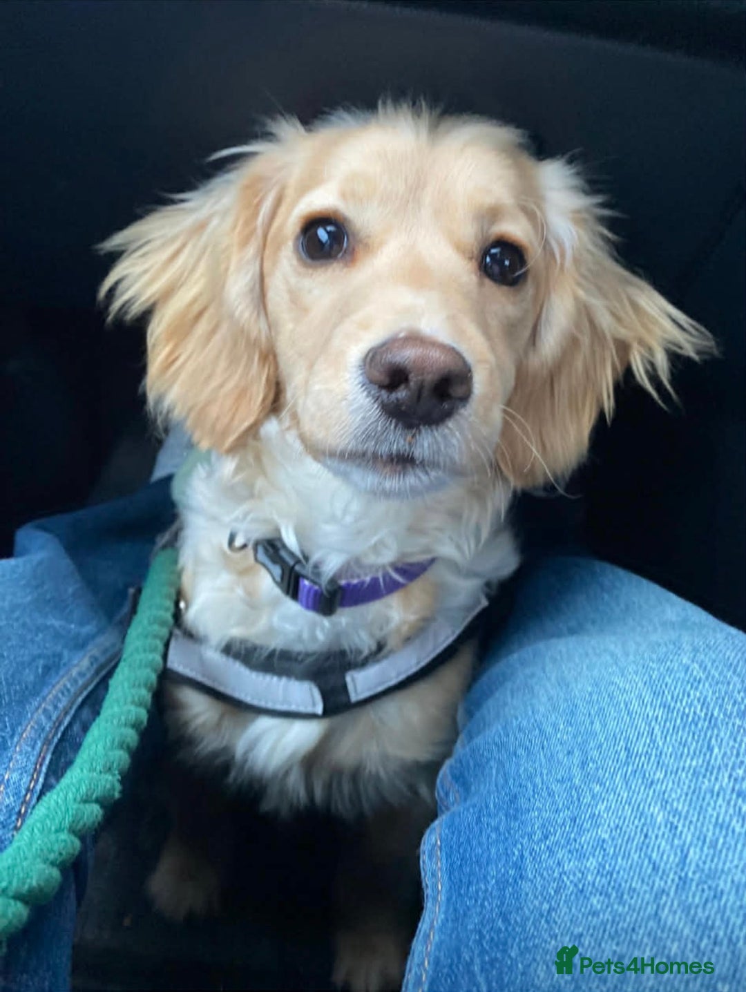 Cockapoo dogs for sale: Beautiful cockapoo puppy - Advert 4