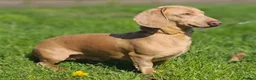 Miniature Dachshund dogs for sale: 5 Isabella and Tan puppies ready to go 10th July - Advert 6