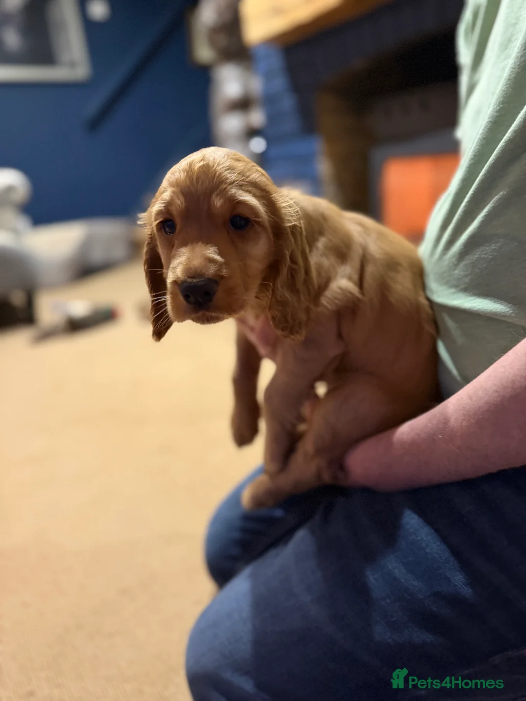 Cocker Spaniel dogs for sale: Lemon Cocker Spaniels ( One Boy left ) - Advert 2