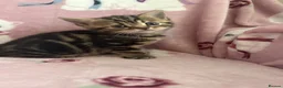 British Shorthair cats for sale: British shorthair X tabby x2 Girls  in Ross-on-Wye - Advert 8