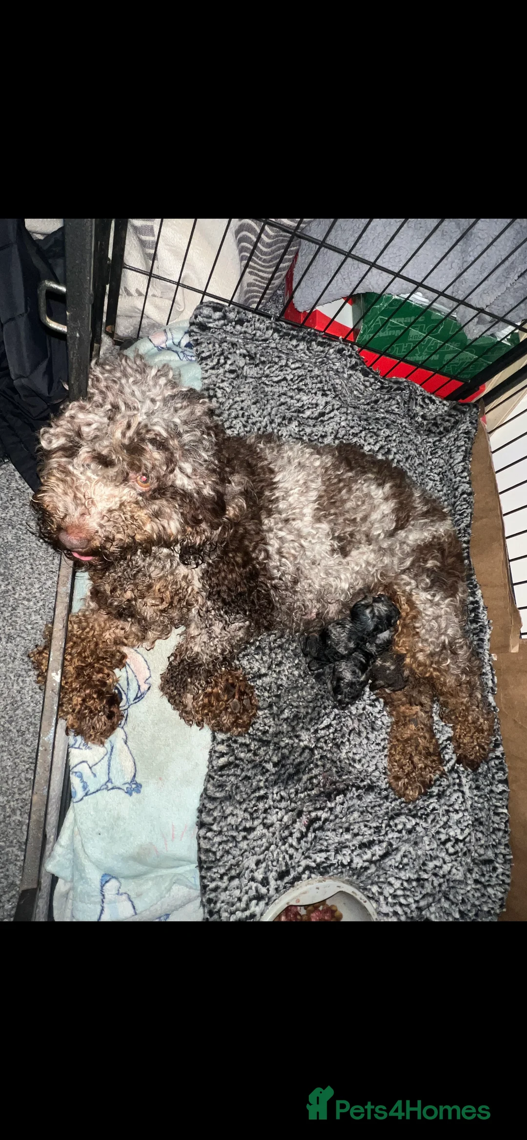 Cockapoo dogs for sale: Cockapoo puppies  - Advert 22