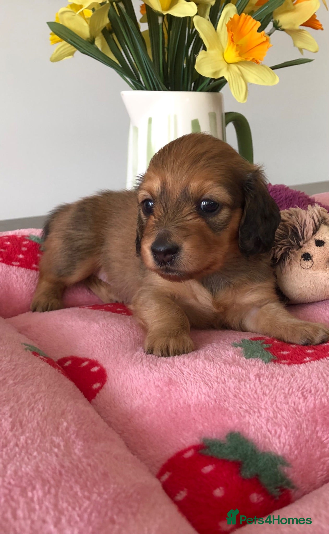 Miniature Dachshund dogs  K.C Reg Miniature Dachshunds L/H - Advert 18
