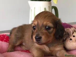 Miniature Dachshund dogs K.C Reg Miniature Dachshunds L/H - Advert 18