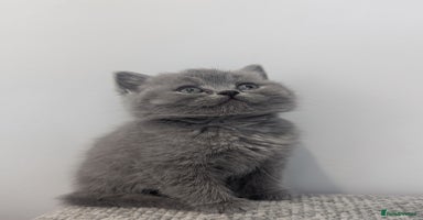 British Shorthair cats - Advert 13