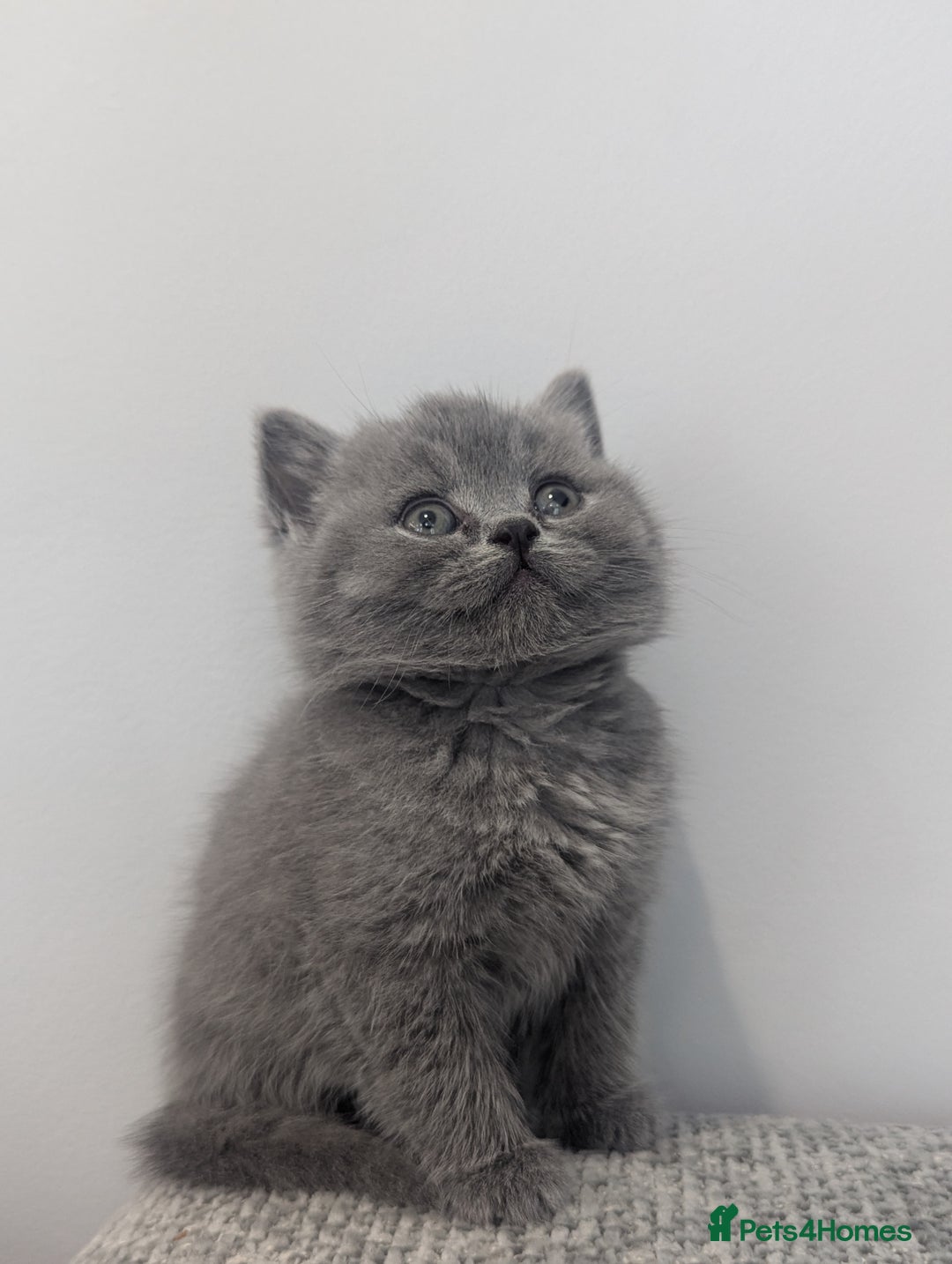 British Shorthair cats for sale: 5 Beautiful GCCF British Shorthair kittens!  - Image 2