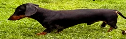 Miniature Dachshund dogs for adoption: JERRY – Miniature Dachshund in Caterham - Advert 4