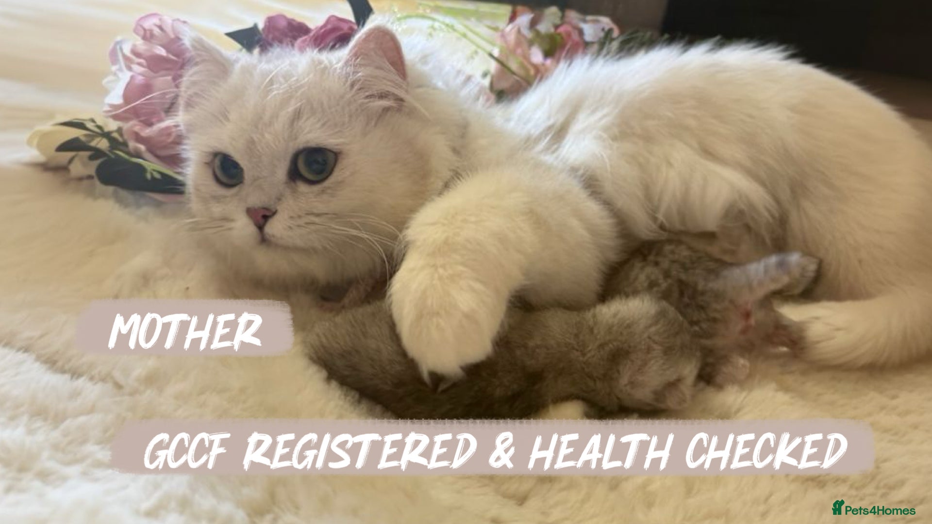 British Longhair cats Stunning Silver Tipped Longhair Kittens - Advert 5