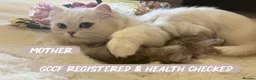 British Longhair cats for sale: Stunning Silver Tipped Longhair Kittens - Advert 1