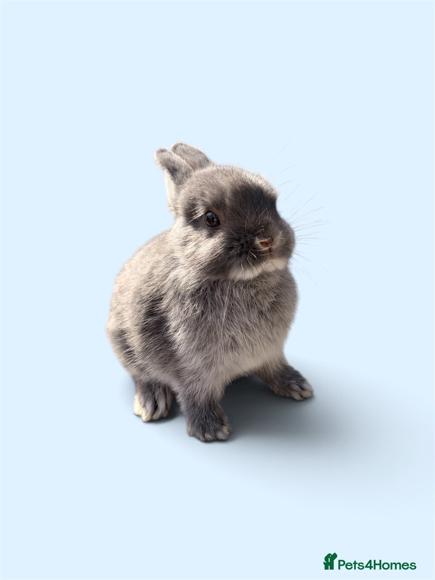 Netherland Dwarf rabbits STUNNING TAME PUREBRED NETHERLAND DWARF BABIES - Advert 1