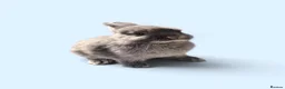 Netherland Dwarf rabbits for sale: STUNNING TAME PUREBRED NETHERLAND DWARF BABIES in Orpington - Advert 1