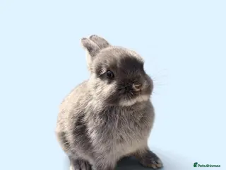 Netherland Dwarf rabbits STUNNING TAME PUREBRED NETHERLAND DWARF BABIES - Advert 1