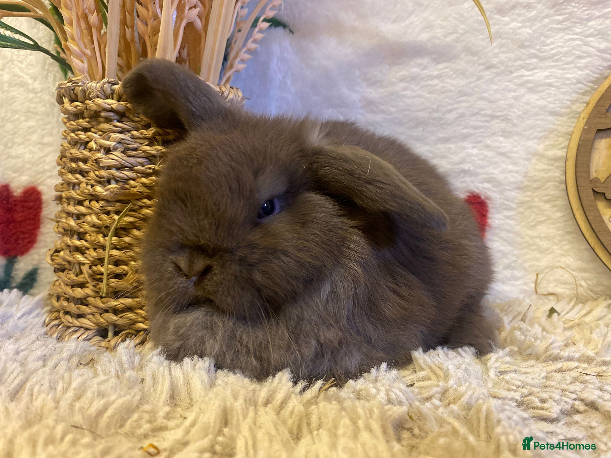 Mini Lop rabbits Mini lops - Advert 7