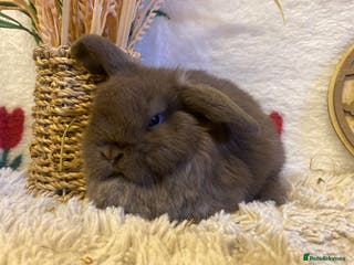 Mini Lop rabbits Mini lops - Advert 7