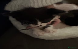 Domestic Shorthair cats for sale: Black and white kittens  - Image 3