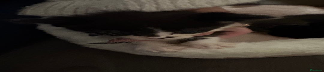 Domestic Shorthair Kitten 3