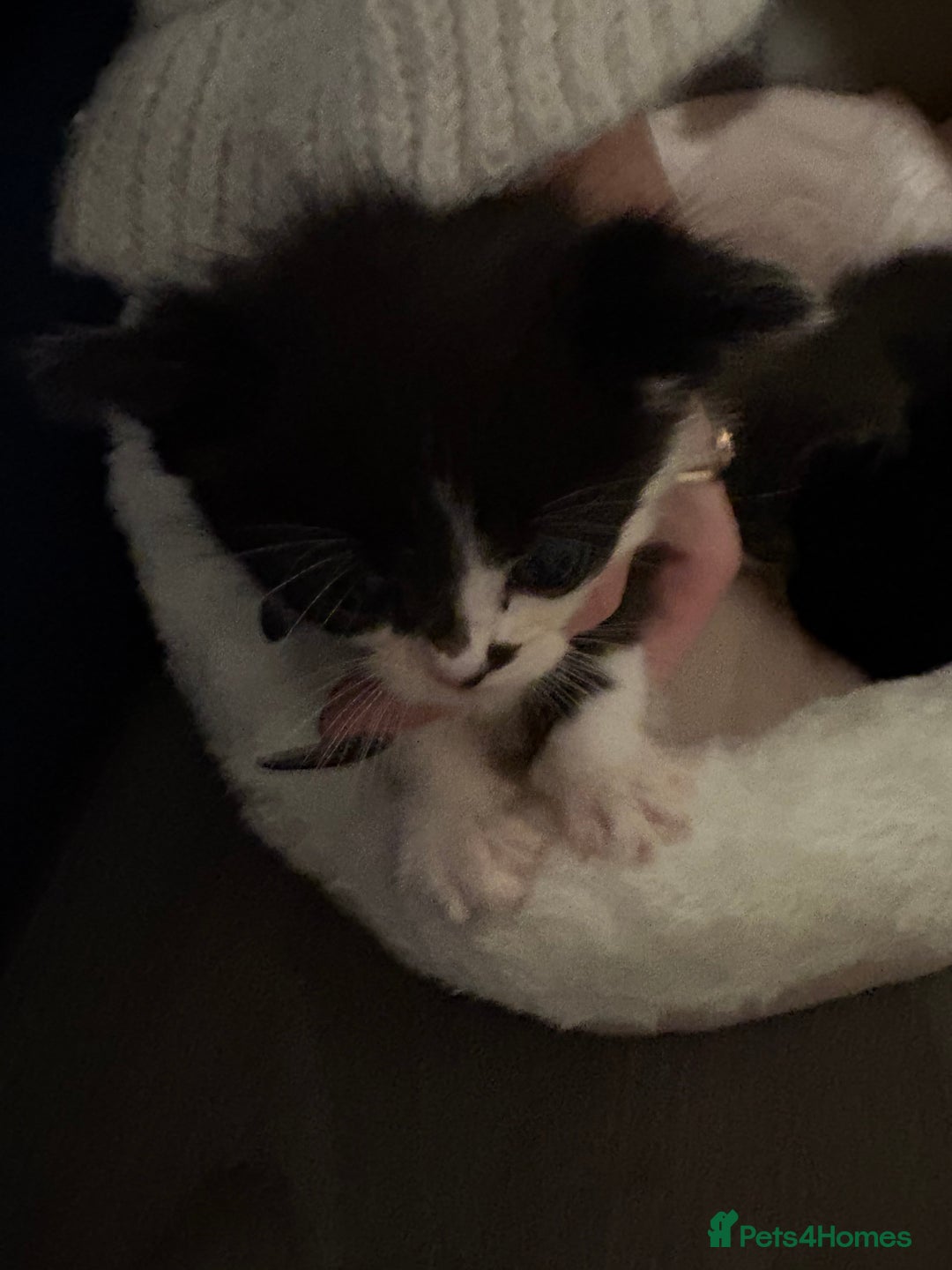 Domestic Shorthair cats for sale: Black and white kittens  - Image 3