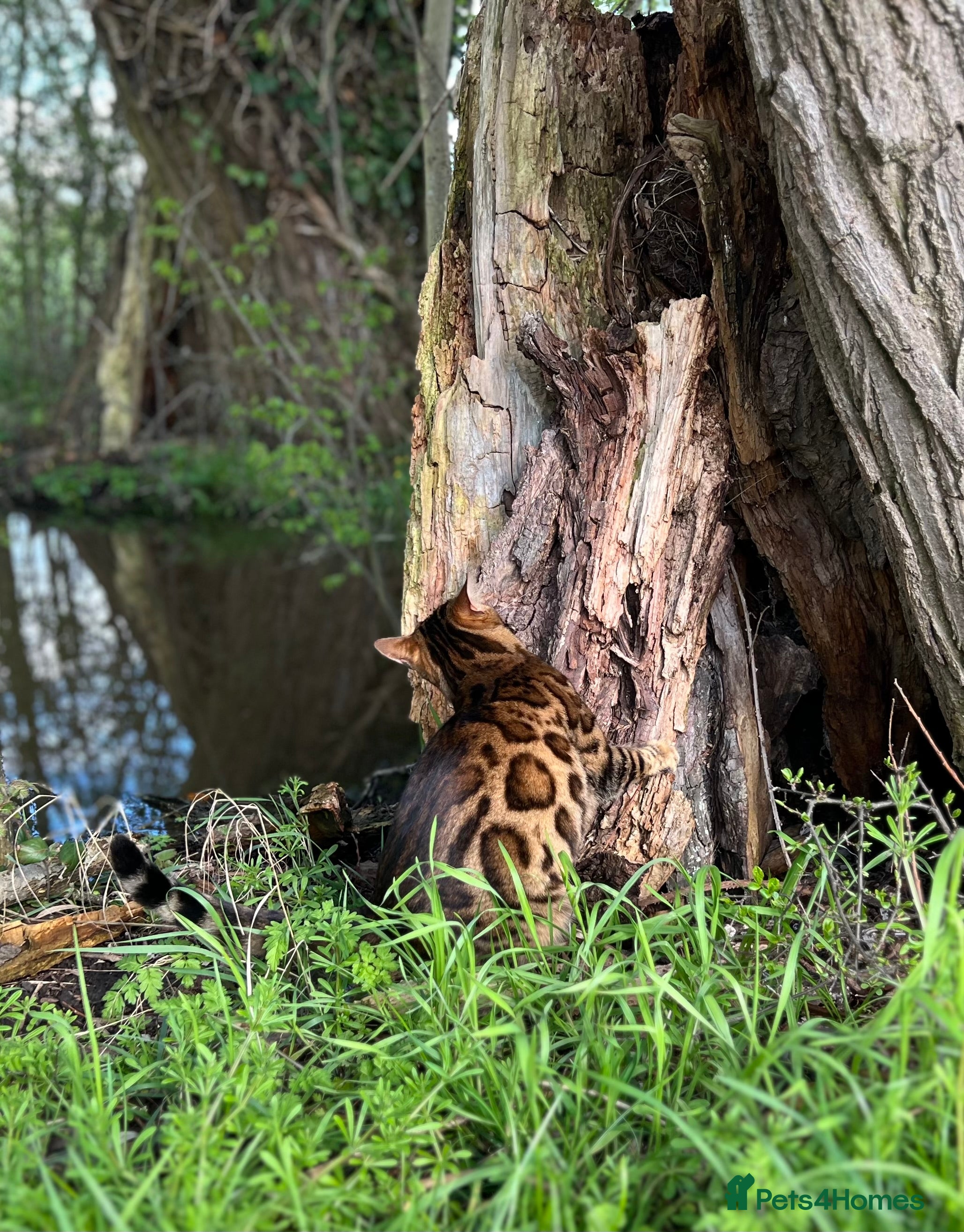 Bengal cats for sale: Beautiful Bengal 3 year old Girl - Advert 5