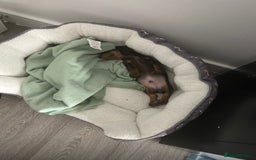 Miniature Dachshund dogs for sale: Miniature dachshund   - Image 3
