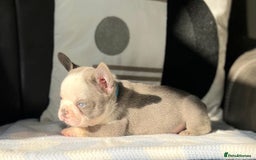 French Bulldog dogs for sale: ** French bulldogs  - Image 3