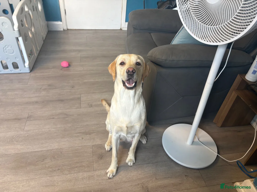 Mixed Breed dogs for sale: Nancy labrastaff girl - Advert 1
