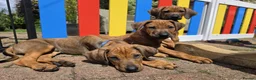 Rhodesian Ridgeback dogs for sale: KC Registered Rhodesian Ridgeback Puppies - Advert 8