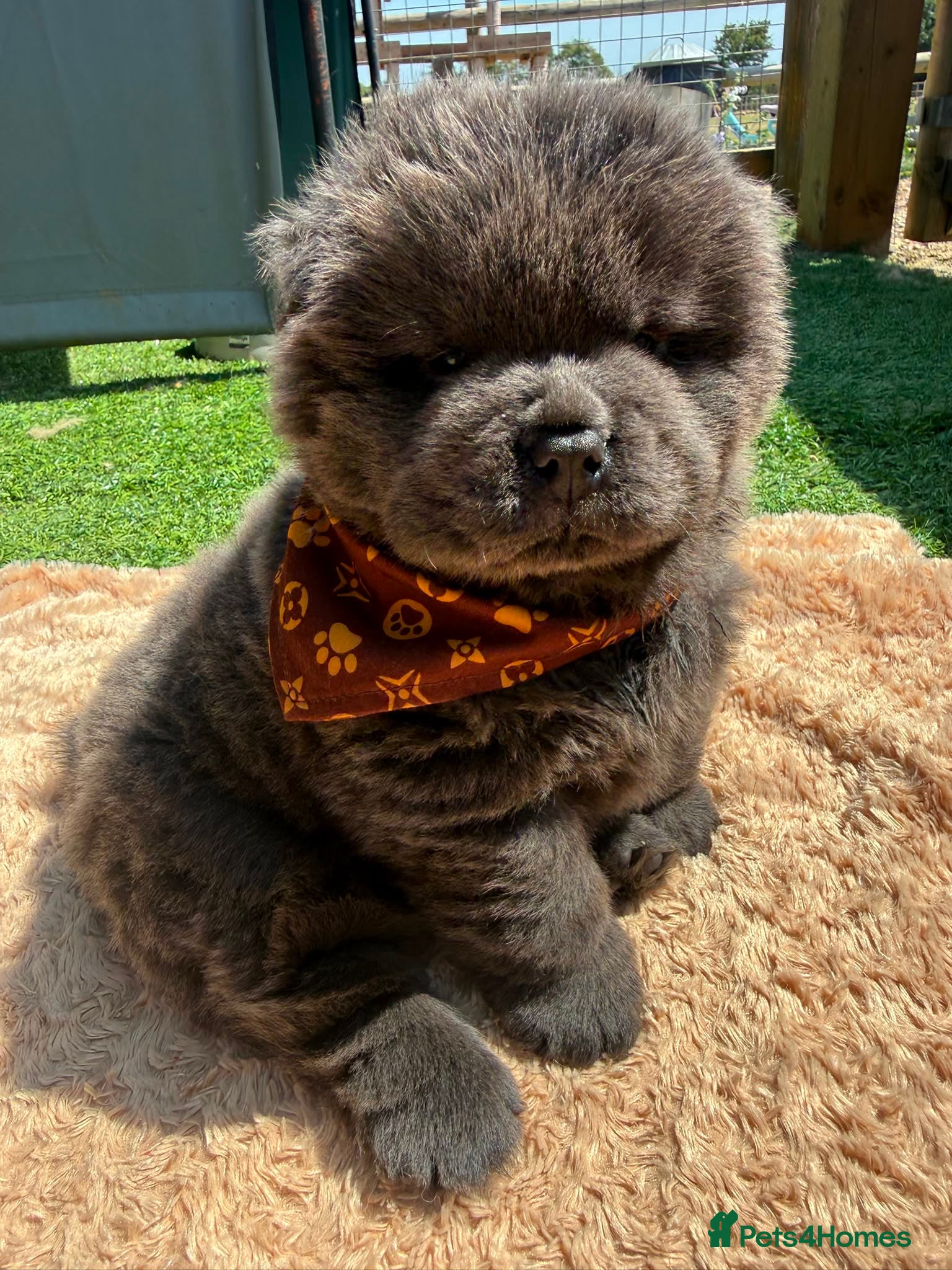 Chow Chow dogs 🐾🧸💙KC REGISTERED BLUE CHOW CHOW PUPPIES🐾🧸💙 - Advert 1
