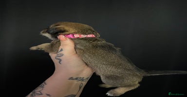 Mixed Breed dogs - Advert 4