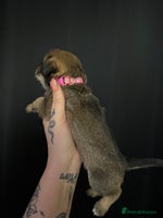 Mixed Breed dogs - Advert 4