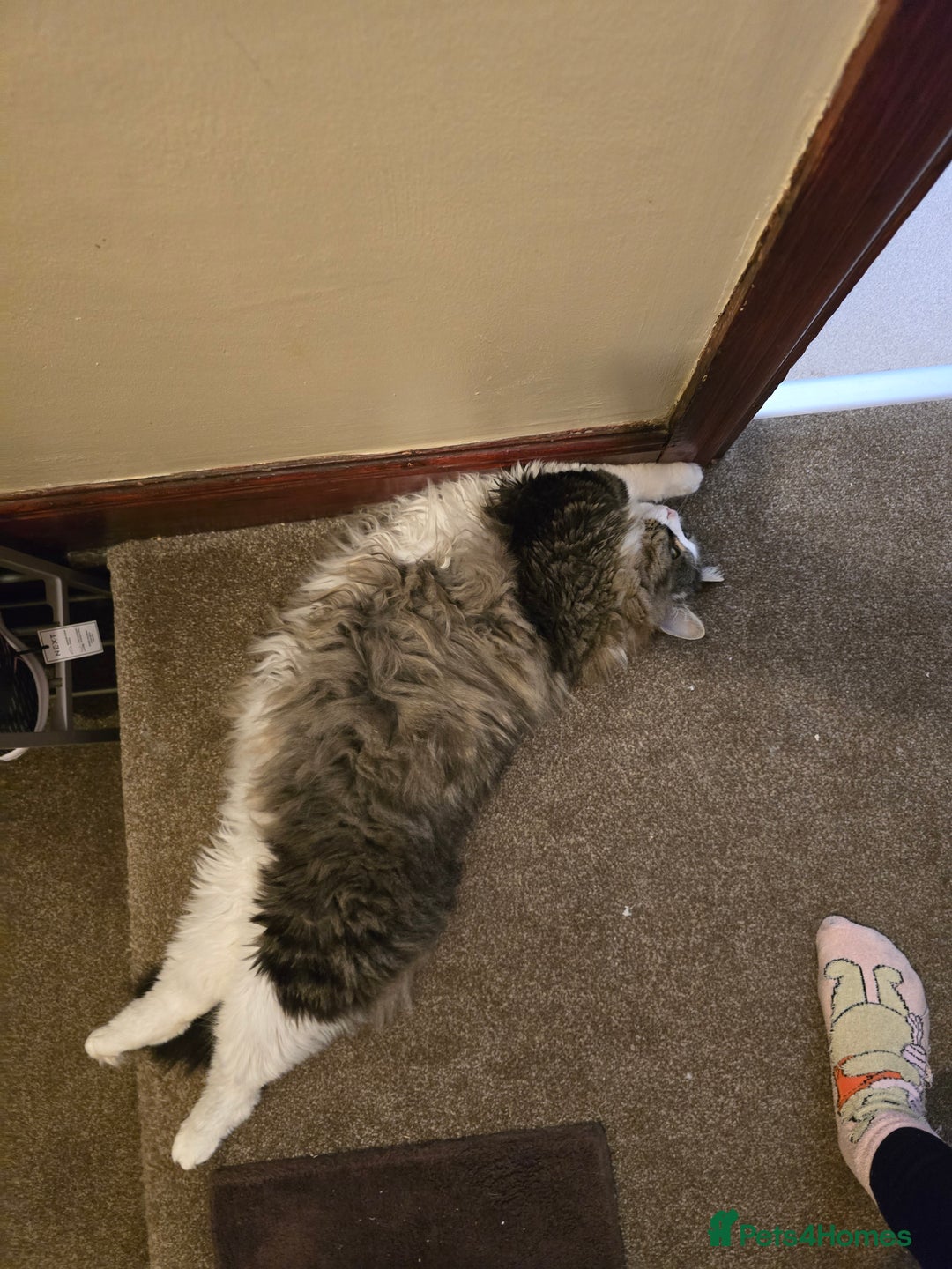 Mixed Breed cats for sale: Dumbledore - Advert 5