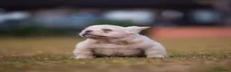 French Bulldog dogs for sale: Fluffy French Bull dogs HIGH QUALITY FRENCHIE in Ashford - Advert 7