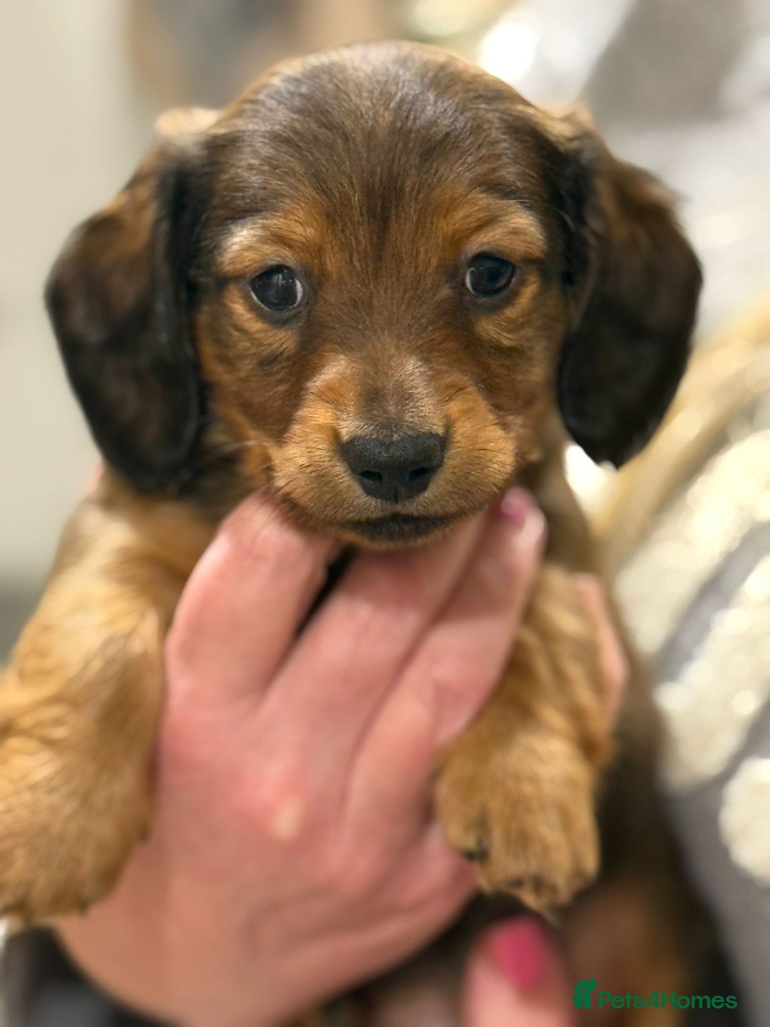 Miniature Dachshund dogs for sale:  Long haired miniature dachshund litter  - Advert 3