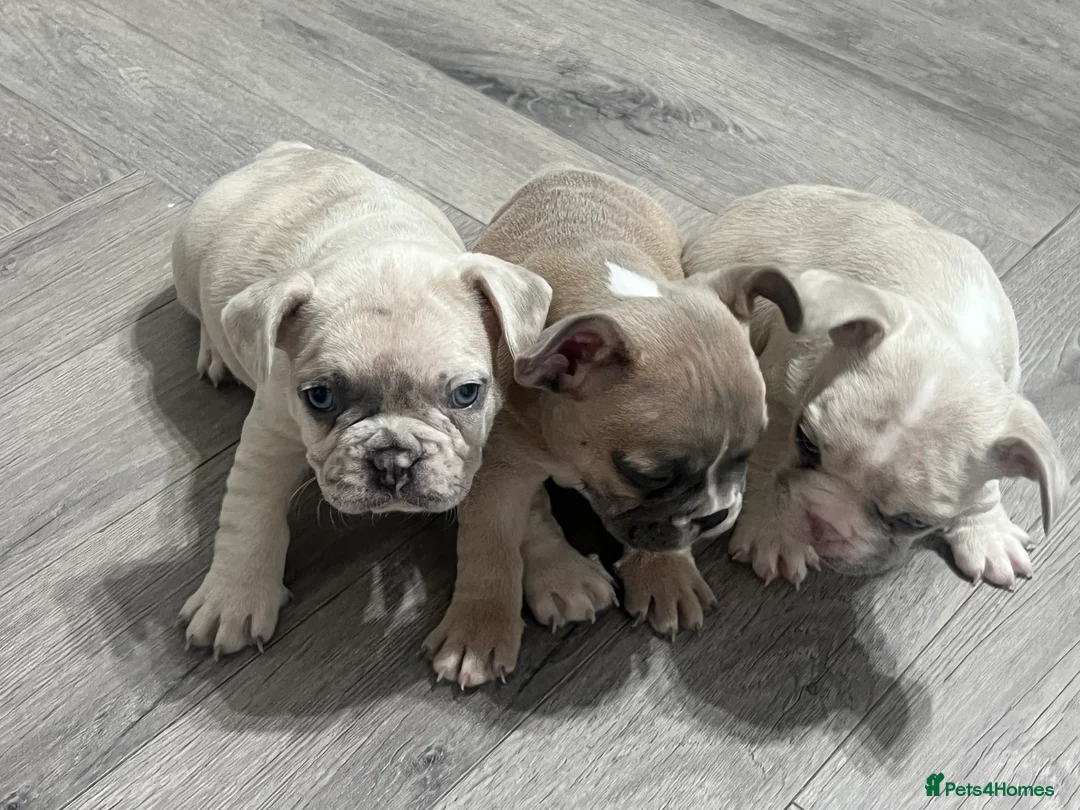 French Bulldog dogs for sale: 1 male French Bulldog Pup left  - Advert 12