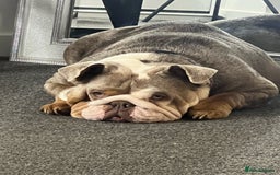 English Bulldog dogs for sale: Beautiful English bulldog - Image 2