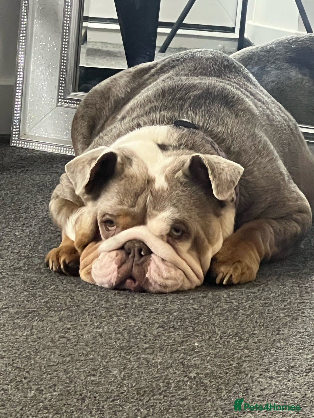 English Bulldog dogs for sale: Beautiful English bulldog - Image 2