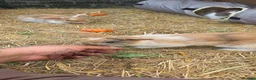 Mixed Breed rabbits for sale: Beautiful babies looking for forever families - Advert 5
