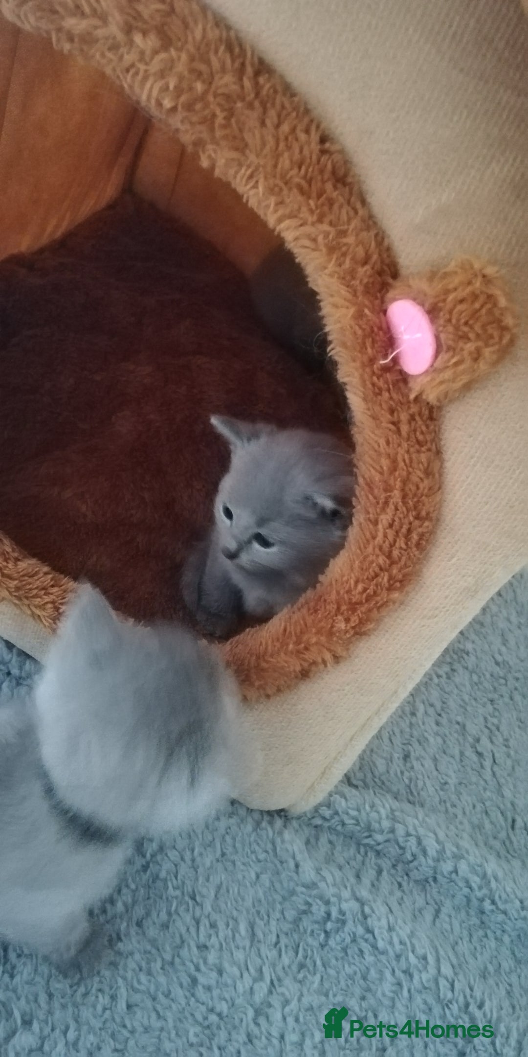 Russian Blue cats for sale: TICA Registered Kittens for Sale 2 Boys & 2 Girls - Image 11