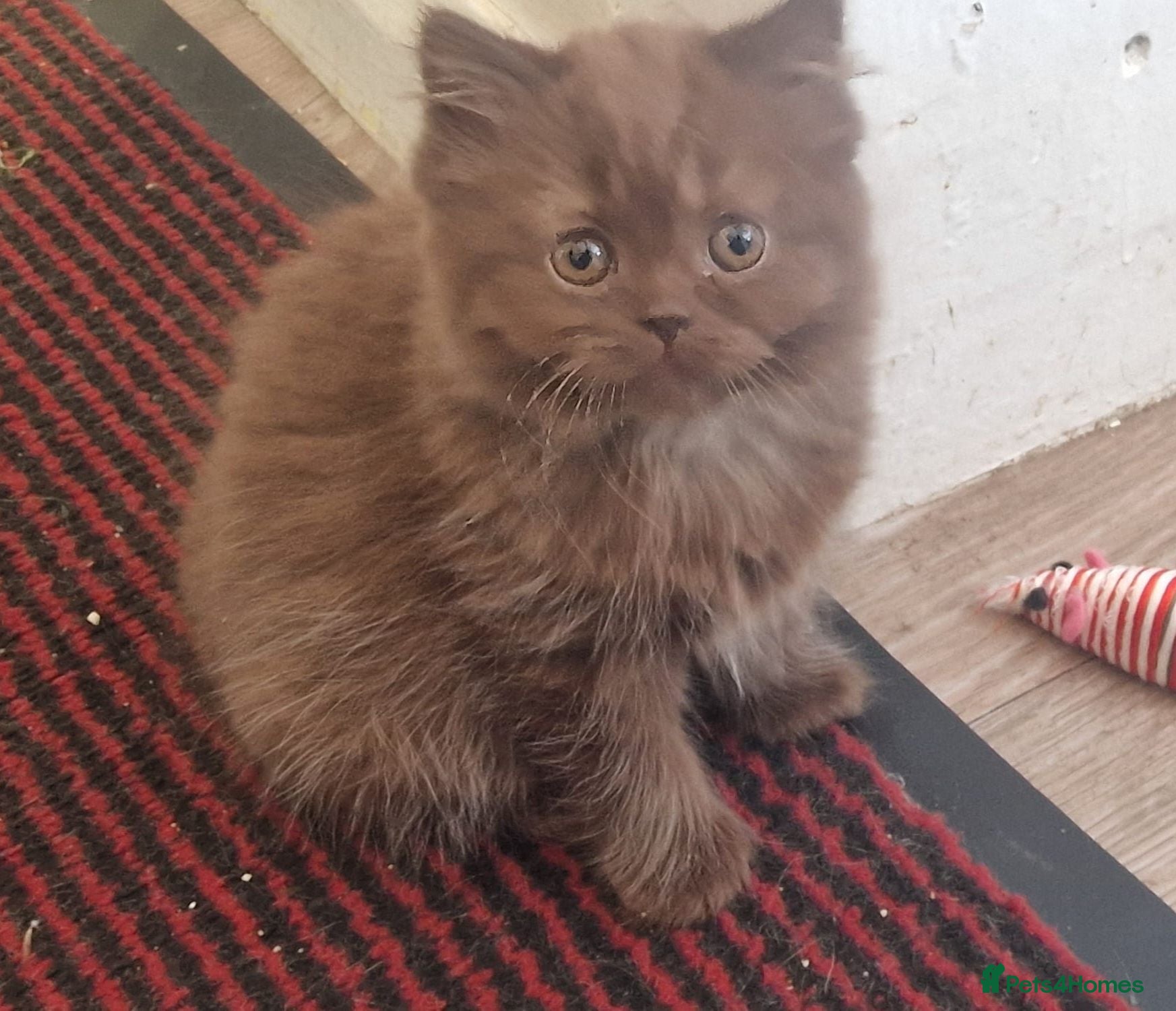 British Shorthair cats Chocolate  longhaired female kitten - Advert 2