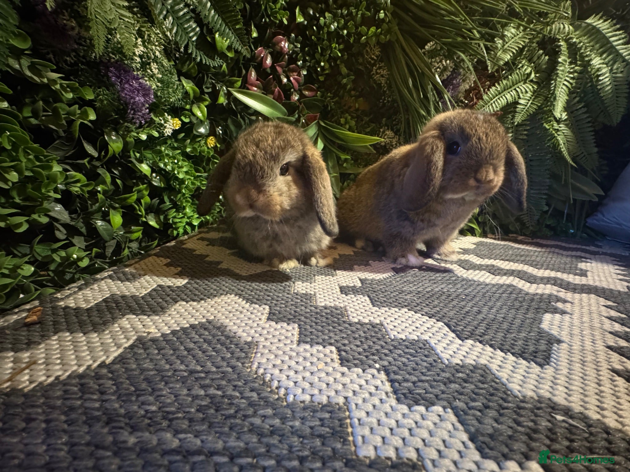 Mini Lop rabbits ⭐️MINI LOPS READY TO PREORDER ⭐️ - Advert 1