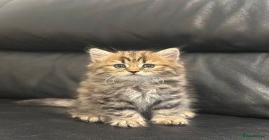 Scottish Fold cats - Advert 8