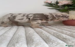 English Bulldog dogs for sale: Top quality English bulldog puppies  - Image 19