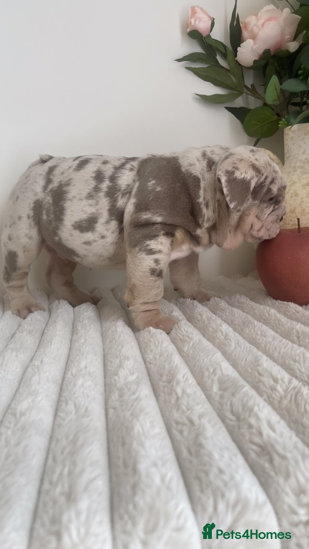 English Bulldog dogs for sale: Top quality English bulldog puppies  - Image 19