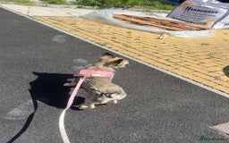 French Bulldog dogs for sale: 8 month old sable fluffy frenchie  - Image 3