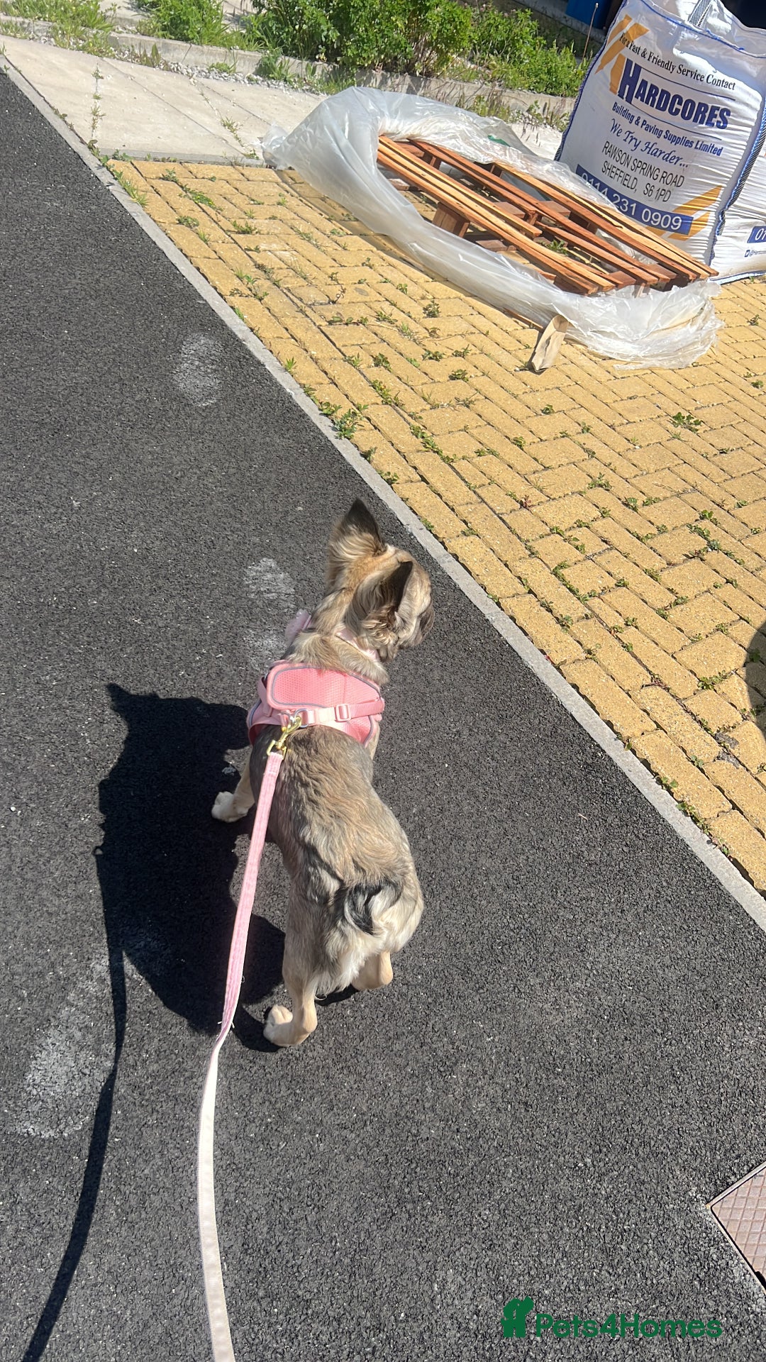 French Bulldog dogs for sale: 8 month old sable fluffy frenchie  - Image 3
