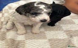 Poochon dogs for sale: Gorgeous poochon puppies 🐶🐾 - Image 9