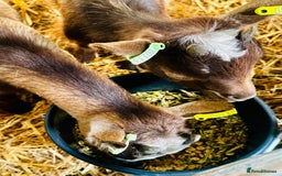 Goats livestock for sale: 2 Beautiful Pygmy’s - 1 Nannie & 1 Wether - Image 2