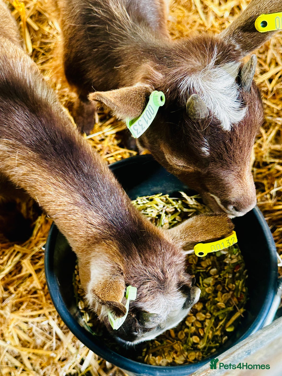 Goats livestock for sale: 2 Beautiful Pygmy’s - 1 Nannie & 1 Wether - Image 2
